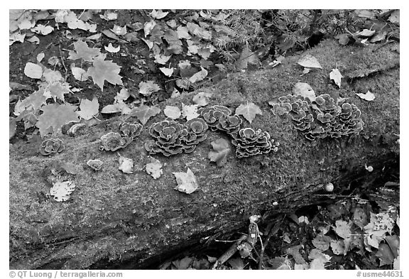 Mushrooms growing on moss-covered log in autumn. Allagash Wilderness Waterway, Maine, USA (black and white)