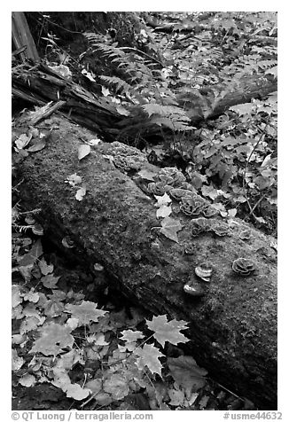 Moss-covered log in the fall. Allagash Wilderness Waterway, Maine, USA