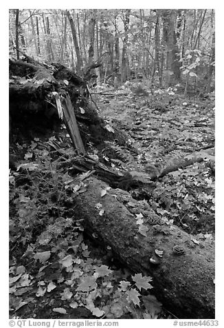 Forest floor with moss-covered log. Allagash Wilderness Waterway, Maine, USA