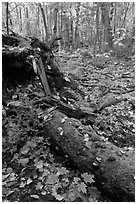 Forest floor with moss-covered log. Allagash Wilderness Waterway, Maine, USA (black and white)