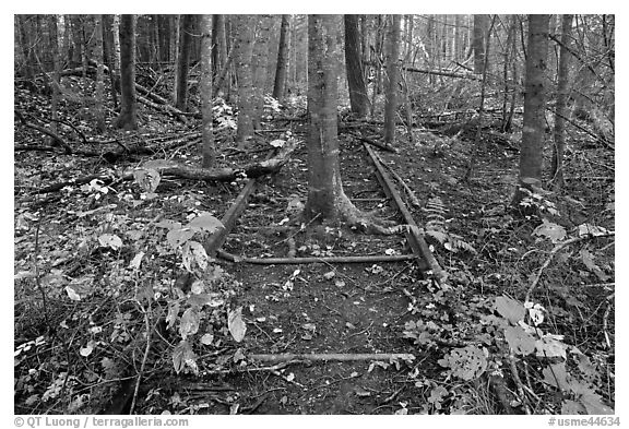 Tree growing in middle of abandonned railroad track. Allagash Wilderness Waterway, Maine, USA (black and white)