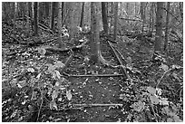 Tree growing in middle of abandonned railroad track. Allagash Wilderness Waterway, Maine, USA (black and white)