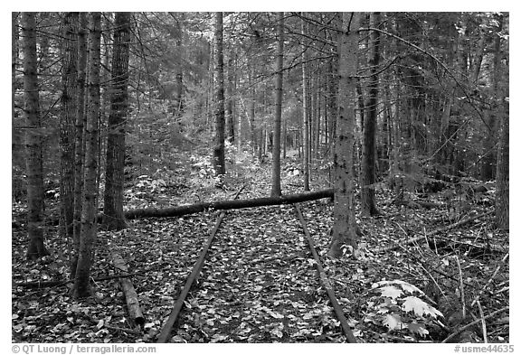 Abandonned railroad tracks in forest. Allagash Wilderness Waterway, Maine, USA (black and white)