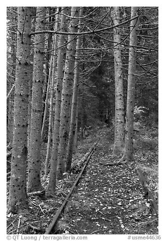 Forest reclaiming railway tracks. Allagash Wilderness Waterway, Maine, USA (black and white)