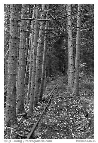 Forest reclaiming railway tracks. Allagash Wilderness Waterway, Maine, USA
