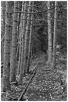 Forest reclaiming railway tracks. Allagash Wilderness Waterway, Maine, USA ( black and white)