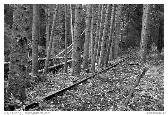 Eagle Lake and West Branch railroad tracks. Allagash Wilderness Waterway, Maine, USA