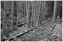 Eagle Lake and West Branch railroad tracks. Allagash Wilderness Waterway, Maine, USA (black and white)