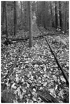 Abandonned railway tracks. Allagash Wilderness Waterway, Maine, USA (black and white)