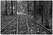 Forest with railroad tracks from bygone logging area. Allagash Wilderness Waterway, Maine, USA (black and white)