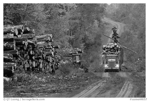 Log truck loaded on forestry road. Maine, USA (black and white)