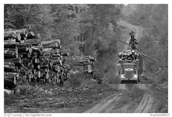 Log truck loaded on forestry road. Maine, USA