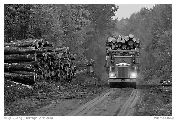 Log truck drives by pile of tree trunks. Maine, USA (black and white)