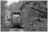 Log loader lifts trunks into log truck. Maine, USA ( black and white)