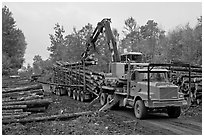 Logging operation loading tree trunks onto truck. Maine, USA (black and white)