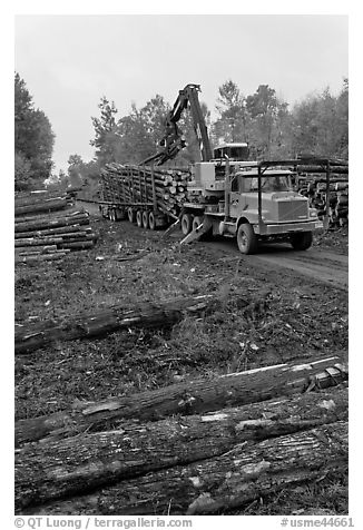 Forestry site with working log truck and log loader. Maine, USA (black and white)
