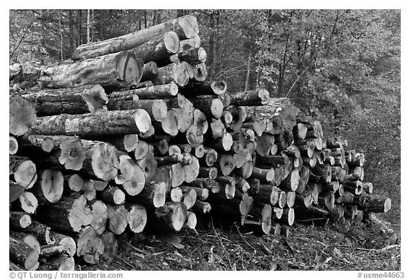 Stacked logs. Maine, USA (black and white)