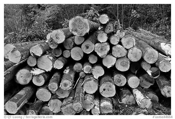 Cut tree trunks. Maine, USA