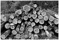 Cut tree trunks. Maine, USA (black and white)