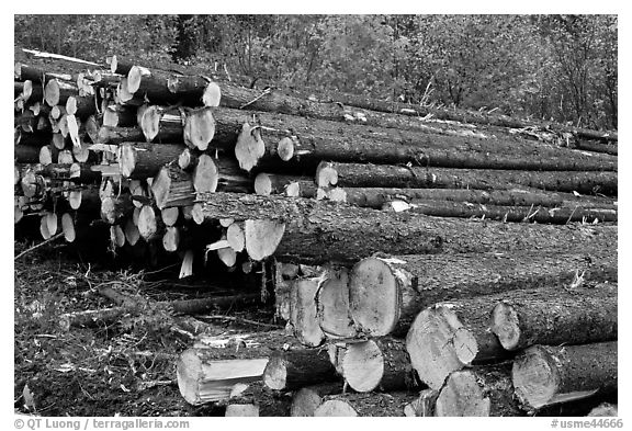 Forest trees after harvest. Maine, USA