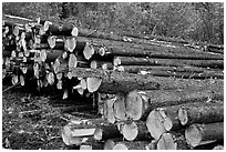 Forest trees after harvest. Maine, USA ( black and white)