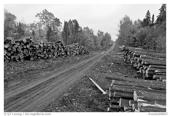 Forestry road with logs on both sides. Maine, USA