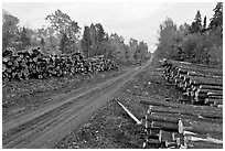 Forestry road with logs on both sides. Maine, USA ( black and white)