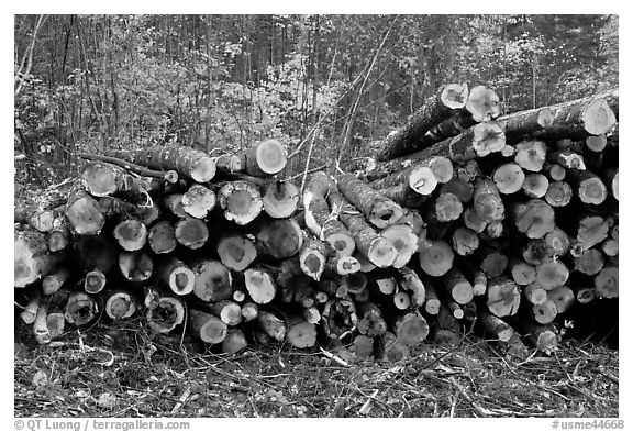 Cut timber wood. Maine, USA (black and white)