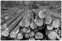 Harvested trees. Maine, USA (black and white)