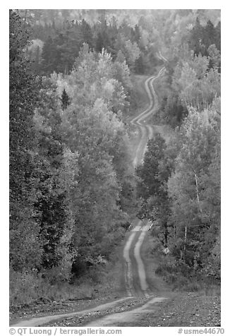 Meandering forestry road in autumn. Maine, USA (black and white)