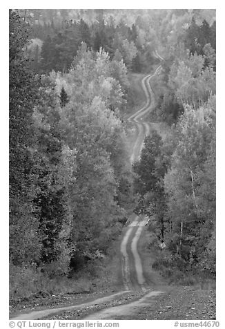 Meandering forestry road in autumn. Maine, USA