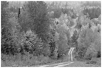 Dirt road through autumn forest. Maine, USA (black and white)