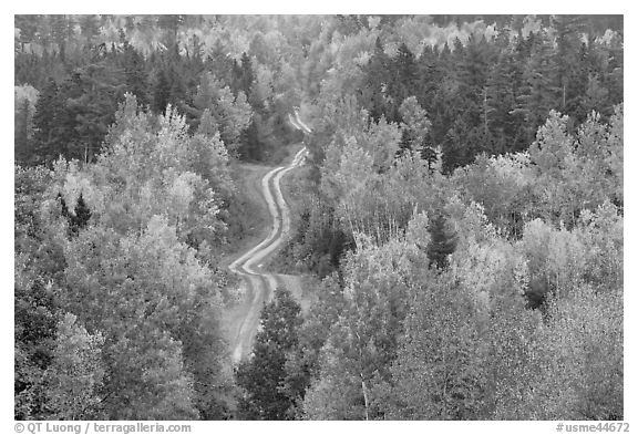 Northern forest in fall with narrow unimproved road. Maine, USA