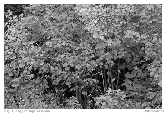 Yellow, red, and green leaves. Maine, USA (black and white)