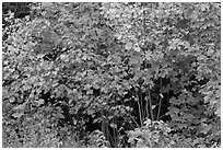 Yellow, red, and green leaves. Maine, USA ( black and white)