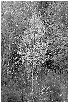 Young trees in fall foliage. Maine, USA ( black and white)
