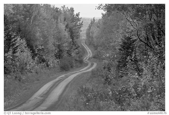 North Woods in autumn with twisting unimproved road. Maine, USA (black and white)