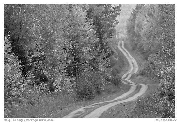 Dirt road and curves in the fall. Maine, USA (black and white)