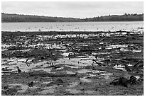 Dead trees and stumps, Round Pond. Allagash Wilderness Waterway, Maine, USA (black and white)