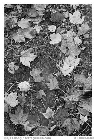 Red fallen maple leaves, moss and rock. Allagash Wilderness Waterway, Maine, USA (black and white)