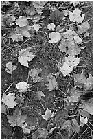 Red fallen maple leaves, moss and rock. Allagash Wilderness Waterway, Maine, USA ( black and white)