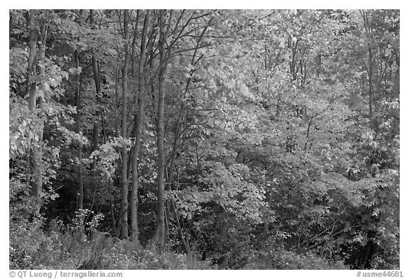 North woods trees with dark trunks in autumn foliage. Allagash Wilderness Waterway, Maine, USA (black and white)