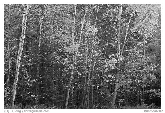 Septentrional trees with light trunks in fall foliage. Allagash Wilderness Waterway, Maine, USA (black and white)