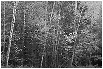 Septentrional trees with light trunks in fall foliage. Allagash Wilderness Waterway, Maine, USA ( black and white)