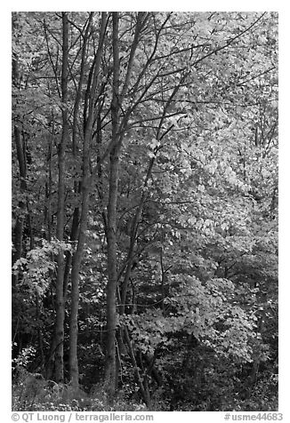 Northern trees with dark trunks in fall foliage. Allagash Wilderness Waterway, Maine, USA