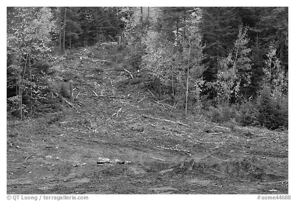 Clear cut gully in forest. Maine, USA (black and white)