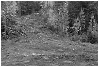 Clear cut gully in forest. Maine, USA ( black and white)