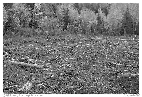 Clear cut forest in the fall. Maine, USA