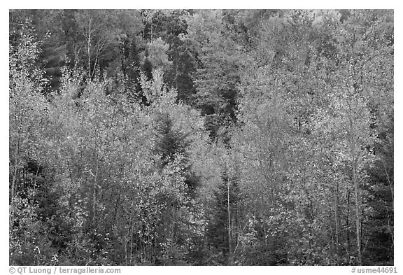 Northwoods autumn color. Maine, USA (black and white)