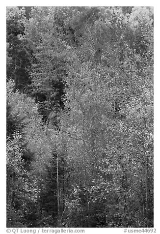 North woods forest color in autumn. Maine, USA (black and white)